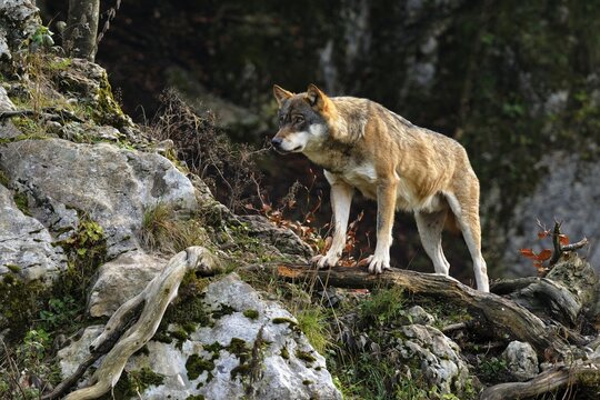 Wolf (Canis lupus) standing on a branch