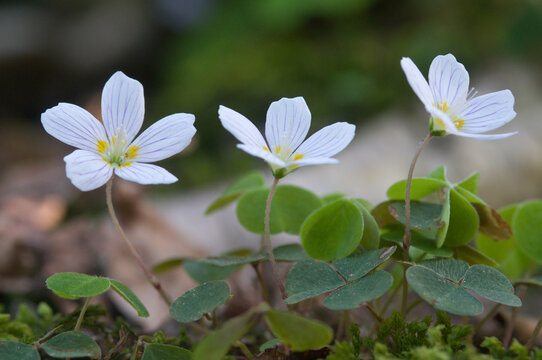 Wood sorrel (Oxalis acetosella)