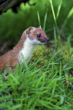 Ermine (Mustela erminea), adult, alert, Surrey, England, United Kingdom