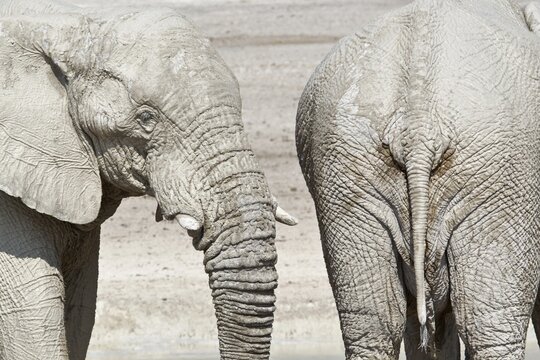 Two african elephants (Loxodonta africana), head and back, animal portrait, Etosha National Park, Namibia