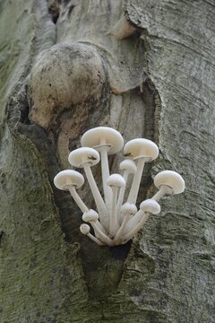 Porcelain Fungus (Oudemansiella mucida), Emsland, Lower Saxony, Germany