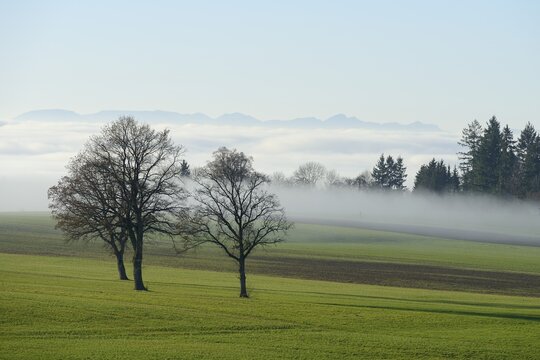 English Oak or Pedunculate Oak (Quercus robur, Quercus petraea) surrounded by autumnal fog, Lindenberg, Horben, Canton of Aargau, Switzerland, Europe