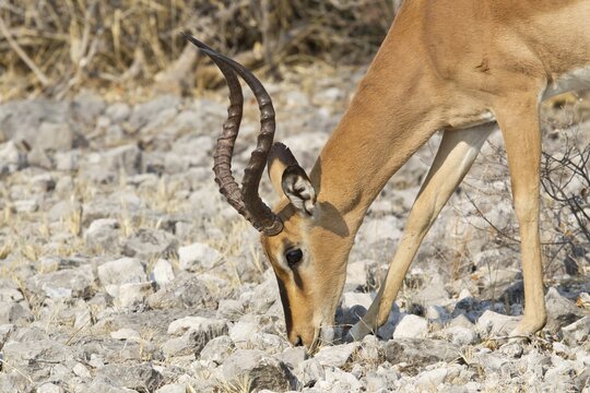 Black-faced Impala (Aepyceros melampus petersi) foraging for food, Etosha National Park, Namibia