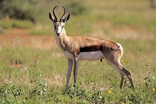 Springbok (Antidorcas marsupialis), adult male, Tswalu Game Reserve, Kalahari Desert, North Cape, South Africa