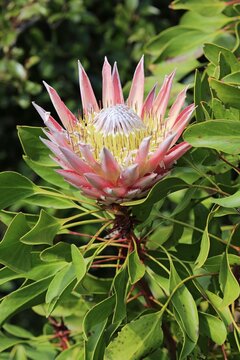 King Protea (Protea cynaroides), flower, flowering, bloom, Harold Porter National Botanical Garden, Betty's Bay, South Africa