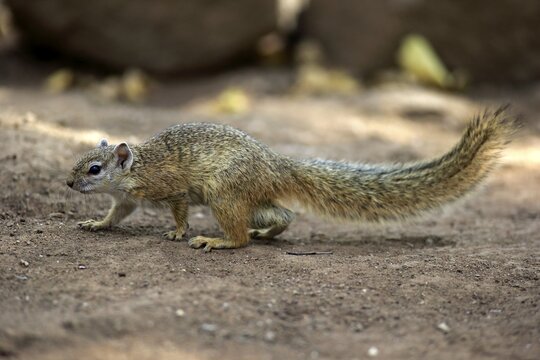 Smith's Bush Squirrel (Paraxerus cepapi), adult, Kruger National Park, South Africa