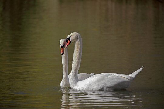 Mute swan, (Cygnus olor), adult, pair, in water, courting, courtship in spring, Mannheim, Germany, Europe