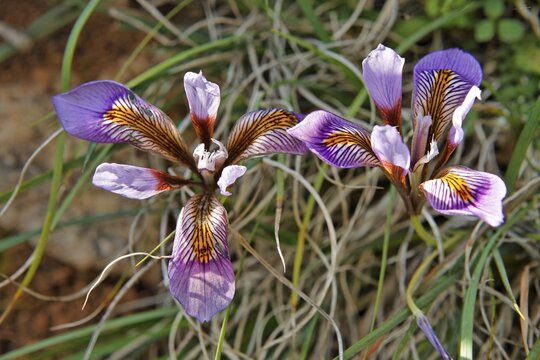 Cretan Iris (Iris cretensis) near Psychro, Lasithi Plateau, Crete, Greece, Europe