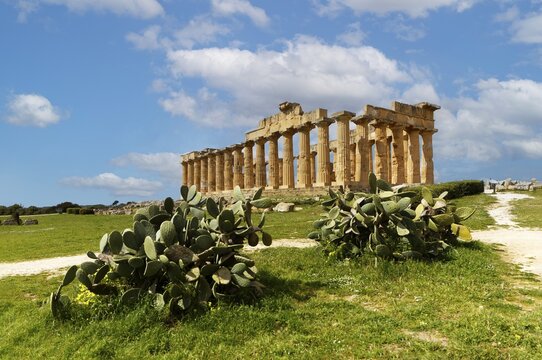 In front common prickly pear (Opuntia ficus-indica), behind ruins, ancient Greek temple E, also Hera temple, or temple of Hera, Lakinia or Iuno Lacinia, 460 to 450 BC, Doric peripteros, 6 &times; 13 columns, four-stepped base (crepis), archaeological sites of Selinunte, Parco Archeologico di Selinunte, Cas. BC, Doric peripteros, 6 &times; 13 columns, four-tiered substructure (crepis), archaeological sites of Selinunte, Parco Archeologico di Selinunte, Castelvetrano, municipal consortium of Trapani, Sicily, Italy, Mediterranean Sea