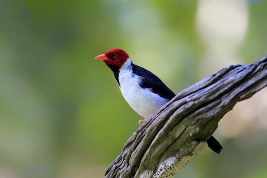 Yellow-billed cardinal (Paroaria capitata), adult on the lookout, Pantanal, Mato Grosso, Brazil
