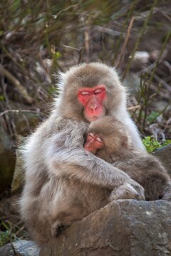 Japanese macaque (Macaca fuscata), mother cuddles with young animal, sits on a rock, free living, Yamanochi, Nagano Prefecture, Honshu Island, Japan
