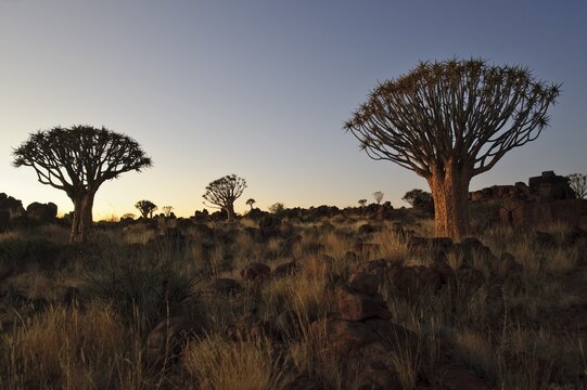 Quiver Tree (Aloe dichotoma) after sunset in the Quiver Tree forest at the Garas Camp, near Keetmanshoop, Namibia, Africa