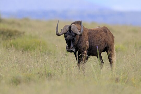 White-tailed wildebeest (Connochaetes gnou), adult, alert, foraging, Mountain Zebra National Park, Eastern Cape, South Africa