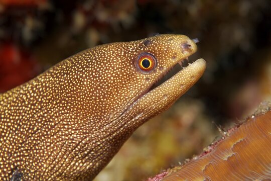 Golden-tailed moray eel (Gymnothorax miliaris), Caribbean Sea near Maria la Gorda, Pinar del R&iacute;o Province, Caribbean, Cuba