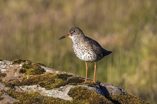 Common redshank (Tringa totanus), standing on mossed rock, peninsula Snaefellsnes, Iceland