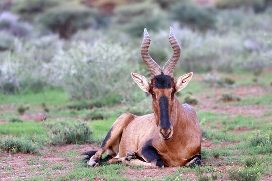 Red hartebeest (Alcelaphus buselaphus caama), Kaama, adult, sitting, alert, Mokala National Park, Northern Cape, South Africa