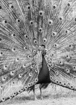 Blue Peacock (Pavo cristatus) displaying its plumage