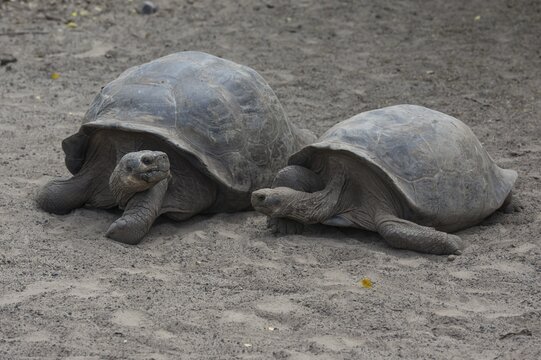 Galapagos Giant Tortoise (Chelonoidis nigra) at the Charles Darwin Station, Isabela Island, Gal&aacute;pagos Islands, Ecuador