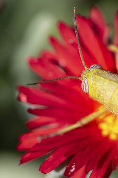 Egyptian locust (Anacridium aegyptium) on a flower, Paros, Aegean Sea, Greece
