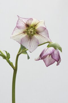 Lenten rose (Helleborus orientalis hybrids "Picotee"), Emsland, Lower Saxony, Germany