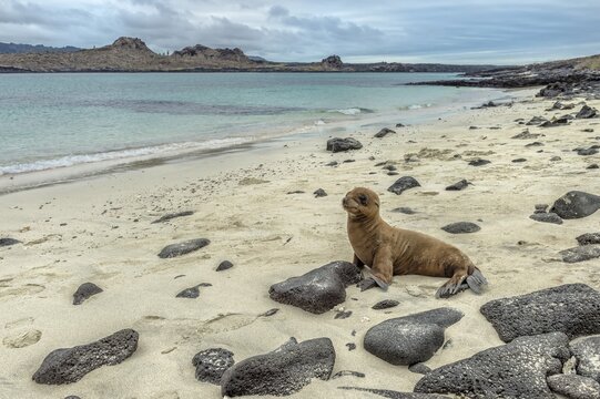 Gal&aacute;pagos Sea Lion (Zalophus wollebaeki), pup, Gal&aacute;pagos