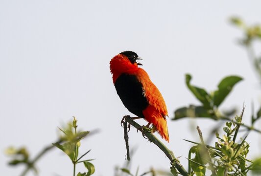 Fire weaver (Euplectes franciscanus), red bird sitting on a branch, Murchison Falls National Park, Western Region, Uganda