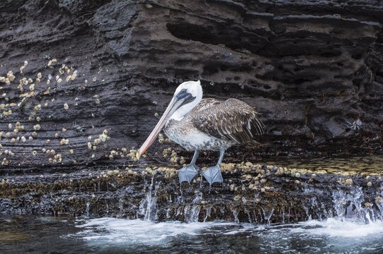 Galapagos Brown Pelican (Pelecanus occidentalis urinator), Tagus Cove, Isabela Island, Galapagos, Ecuador