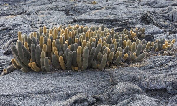 Lava Cactus (Brachycereus nesioticus), Fernandina Island, Gal&aacute;pagos Islands, Ecuador