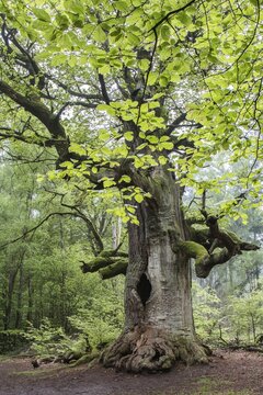 Pedunculate Oak (Quercus robur), "Kamineiche", Urwald Sababurg Nature Reserve, North Hesse, Hesse, Germany