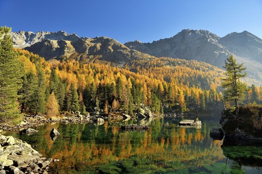 L&auml;rchenwald, Larch Forest reflected in the Lago di Saoseo Lake, Val di Campo, Canton of Grisons, Switzerland