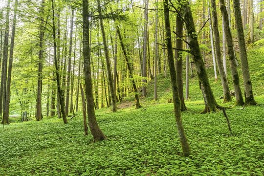 Ramsons (Allium ursinum) in the forest, Gro&szlig;gmain, Salzburg, Austria