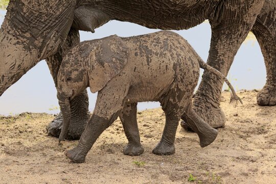 African elephant (Loxodonta africana), young animal running next to elephant cow for protection after mud bath, social behaviour, Sabi Sand Game Reserve, Kruger National Park, South Africa