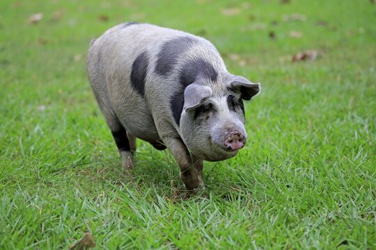 Domestic pig (Porcus domesticus), female, Pantanal, Mato Grosso, Brazil