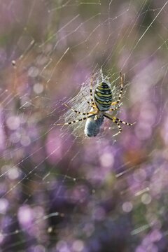 Wasp spider (Argiope bruennichi) with prey in web, Emsland, Lower Saxony, Germany