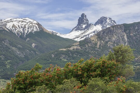 Snowy mountains and Chilean fire bush, also Notro or ciruelillo (Embothrium coccineum), Villa Cerro Castillo, Ays&eacute;n, Chile