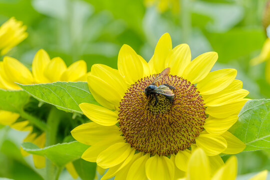 満開の黄色い向日葵の花で蜜を集める黒い蜂。夏の日差しの中で活動する昆虫と自然のエコロジー。