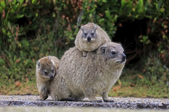 Rock Hyrax (Procavia capensis) adult female with two young, social behavior, Betty's Bay, Western Cape, South Africa