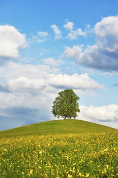 Solit&auml;rbaum, linden tree (Tilia), on a hill, in front a flowering field with Dandelion (Taraxacum), Neuheim, Canton Zug, Switzerland