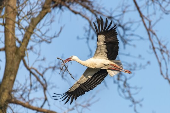 White Stork, flying with nesting material, Ciconia ciconia, L&uuml;tzelsee, Canton of Zurich, Switzerland