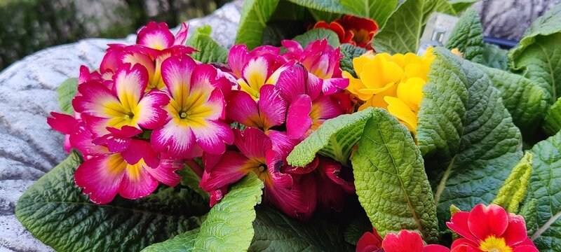 flowers in the garden