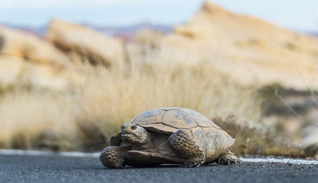 Desert tortoise (Gopherus agassizii) crossing the road, Valley of Fire State Park, Mojave Desert, Nevada, USA