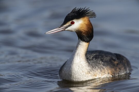 Great Crested Grebe (Podiceps cristatus), Emsland, Lower Saxony, Germany