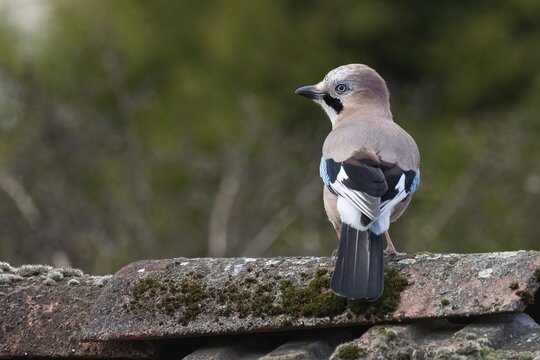 A jay (Garrulus glandarius) sitting on a moss-covered tiled roof, with a quiet forest background, Hesse Germany