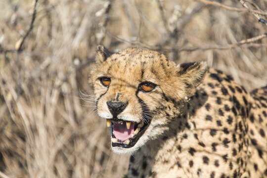 Cheetah (Acinonyx jubatus), Khomas, Namibia