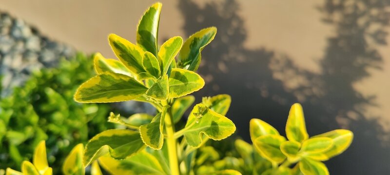 green grass in the garden