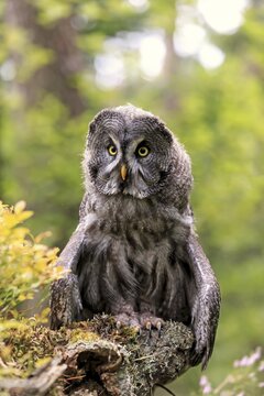 Great grey owl (Strix nebulosa), adult on lookout, Pelm, Kasselburg Vulkaneifel, Germany