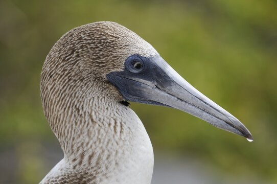 Portrait of the Blue-footed Booby (Sula nebouxii), Espanola Island, Galapagos, Ecuador, South America