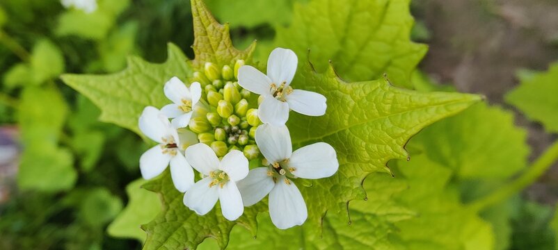 white flowers in the garden