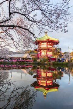 Cherry Blossoms at Shinobazu Pond, Hanami Festival at Shinobazunoike Bentendo Temple, Ueno Park, Tokyo, Japan