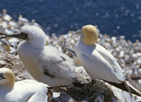 Nothern Gannet (Morus bassanus, Sula bassana) colony on Bass Rock, North Berwick, Scotland, UK, Europe